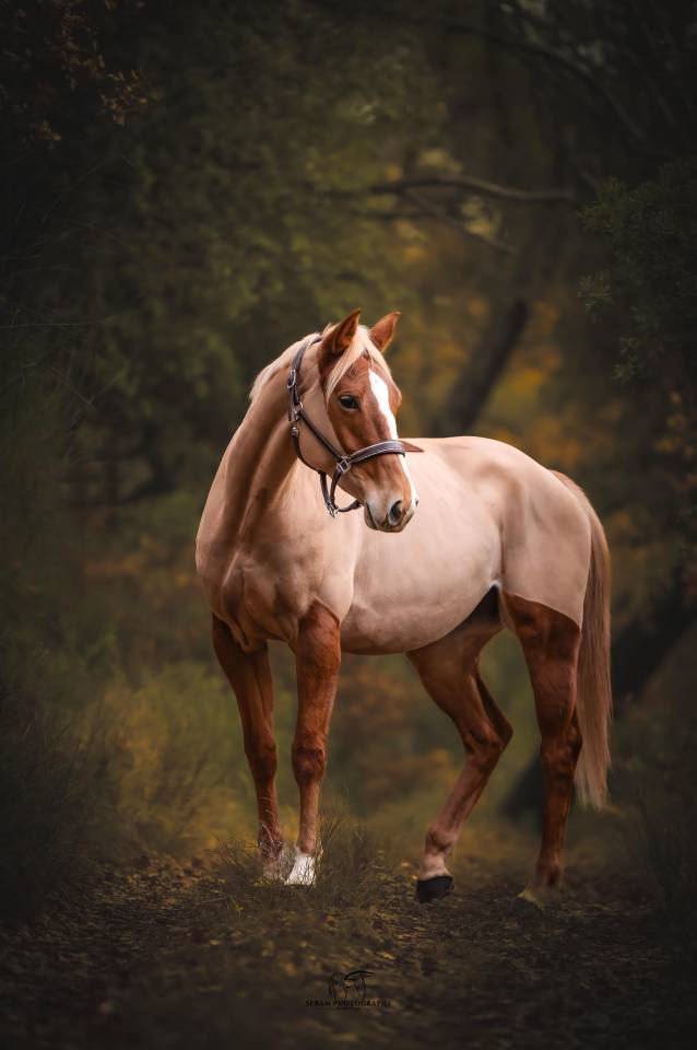 Jument SF - 6 ans - Kama d&rsquo;Amaury x Quality Bois Margot