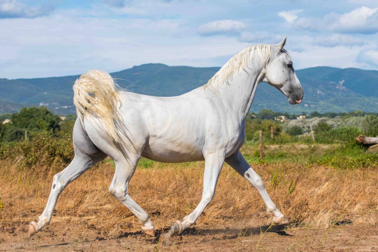 Hongre - Lipizzan - 12 ans - Dressage - France