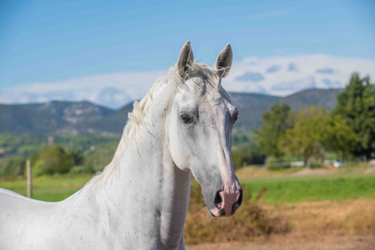 Hongre - Lipizzan - 12 ans - Dressage - France