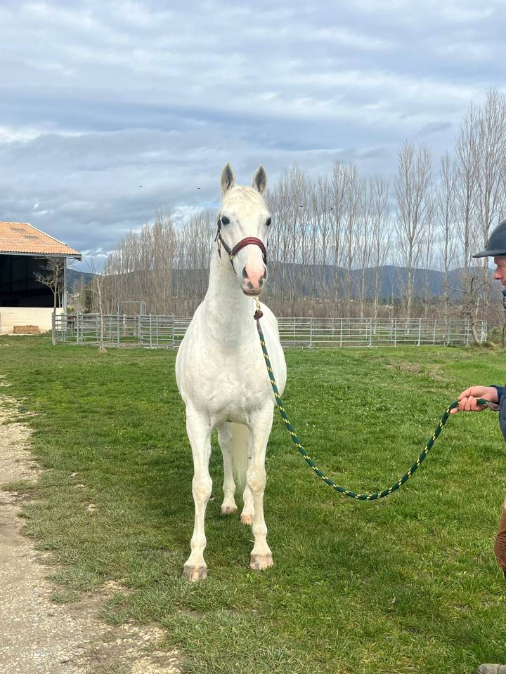 Hongre - Lipizzan - 12 ans - Dressage - France