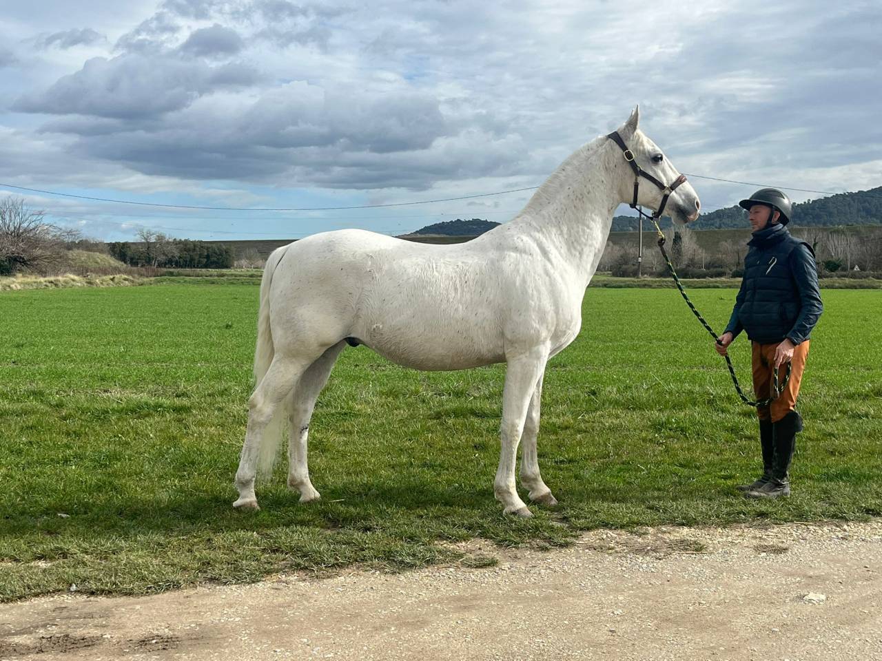 Hongre - Lipizzan - 12 ans - Dressage - France