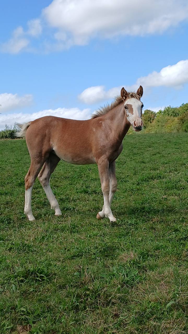 PONEY DE SPORT, PRADA BLUE DE PUISAYE, PFS