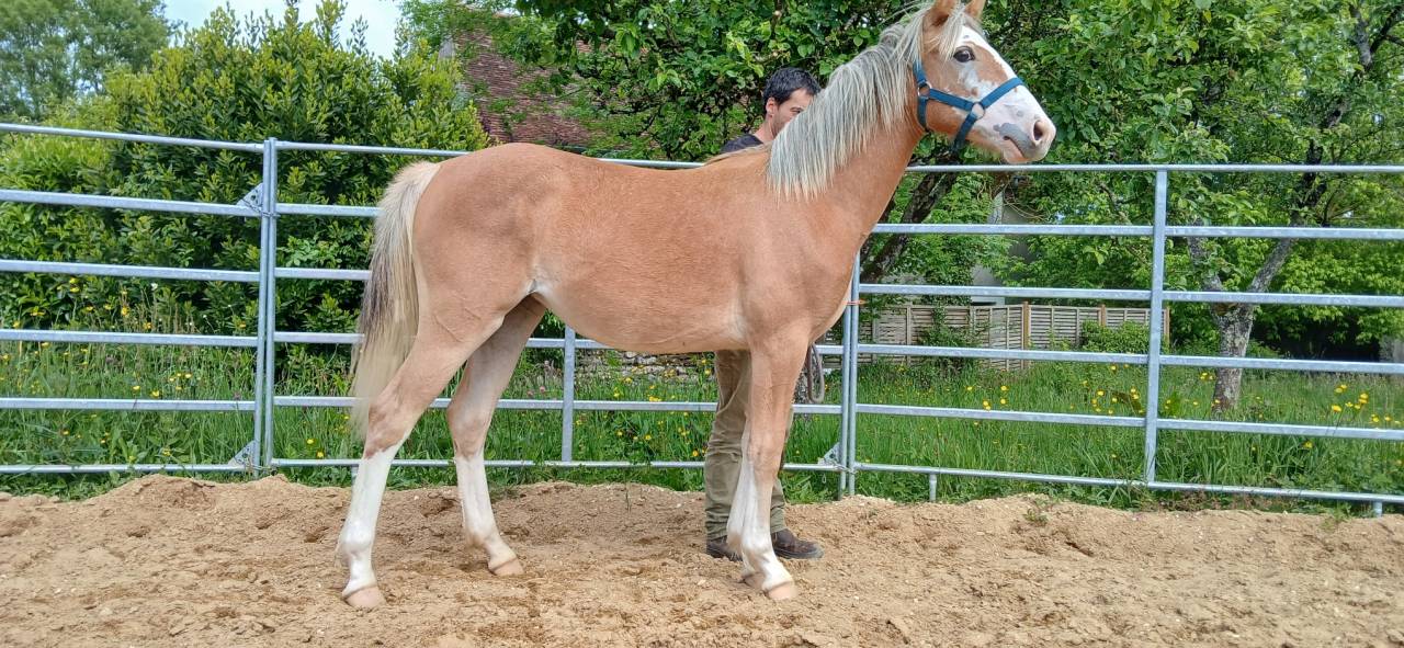 PONEY DE SPORT, PRADA BLUE DE PUISAYE, PFS