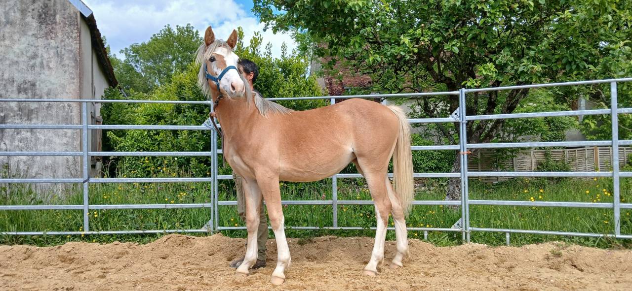 PONEY DE SPORT, PRADA BLUE DE PUISAYE, PFS