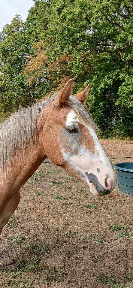 PONEY DE SPORT, PRADA BLUE DE PUISAYE, PFS