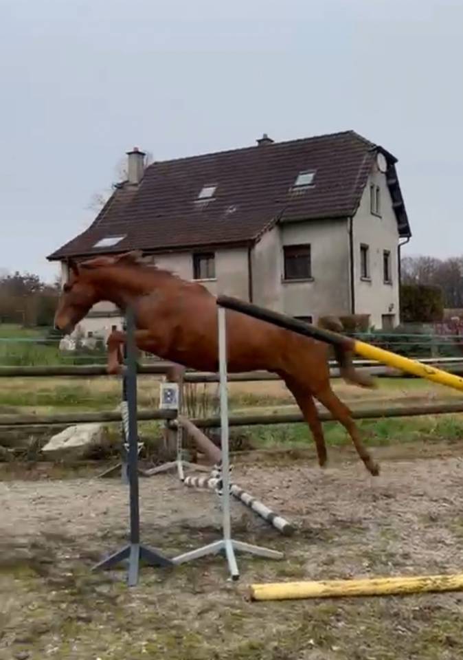 Jeune cheval &agrave; confier pour sport 