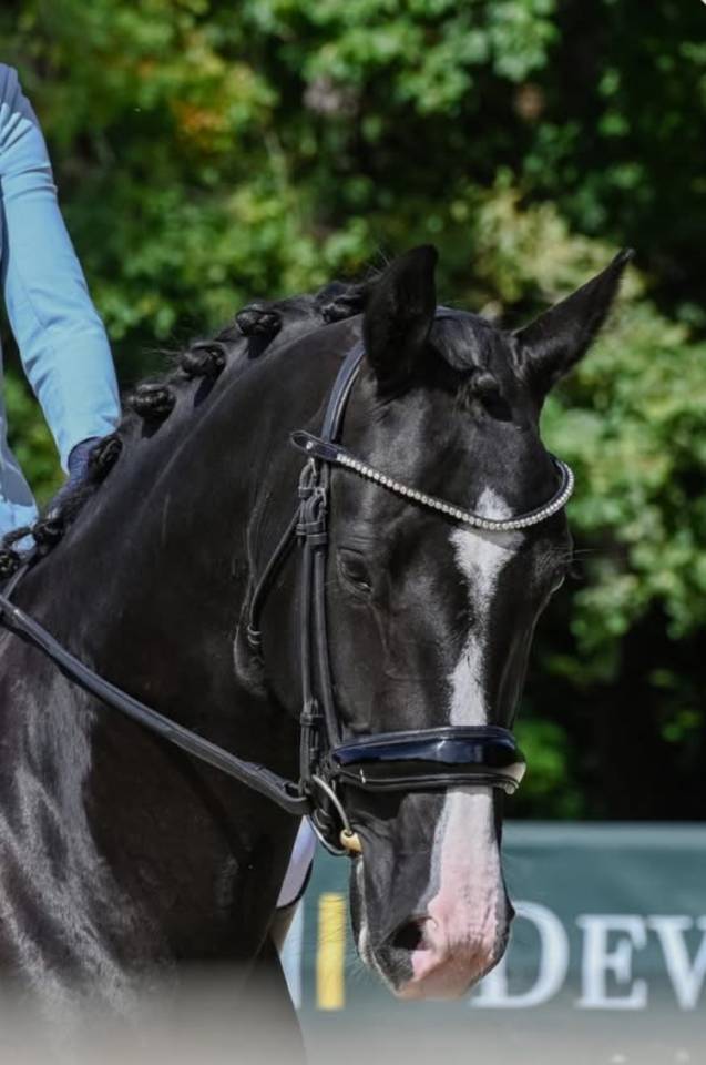 Jument 5 ans pour &eacute;levage/loisirs 