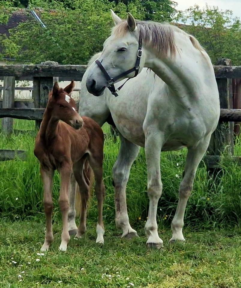 Cessation d&rsquo;&eacute;levage - Poulini&egrave;re 