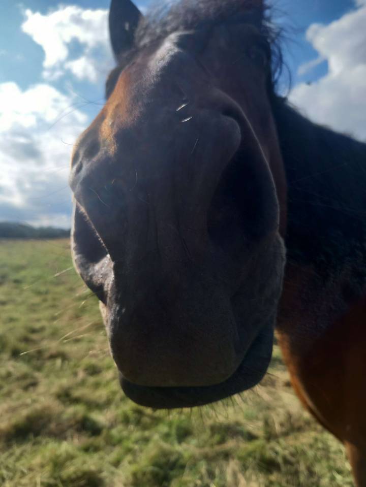 Recherche demie pension 