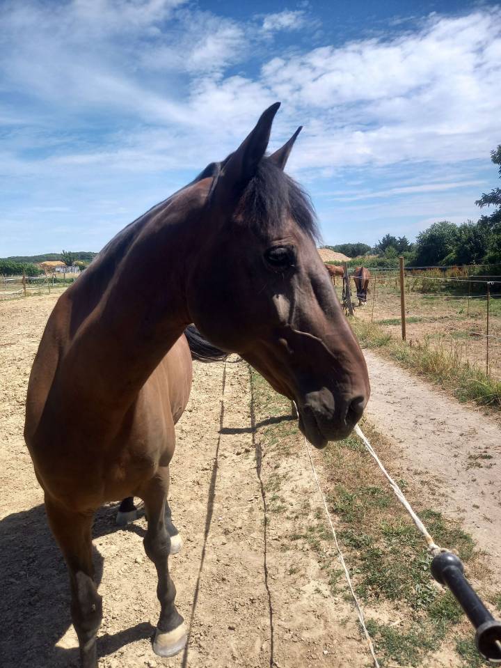 Recherche demie pension 