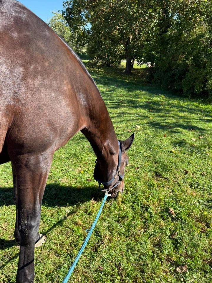 Recherche demie pension 