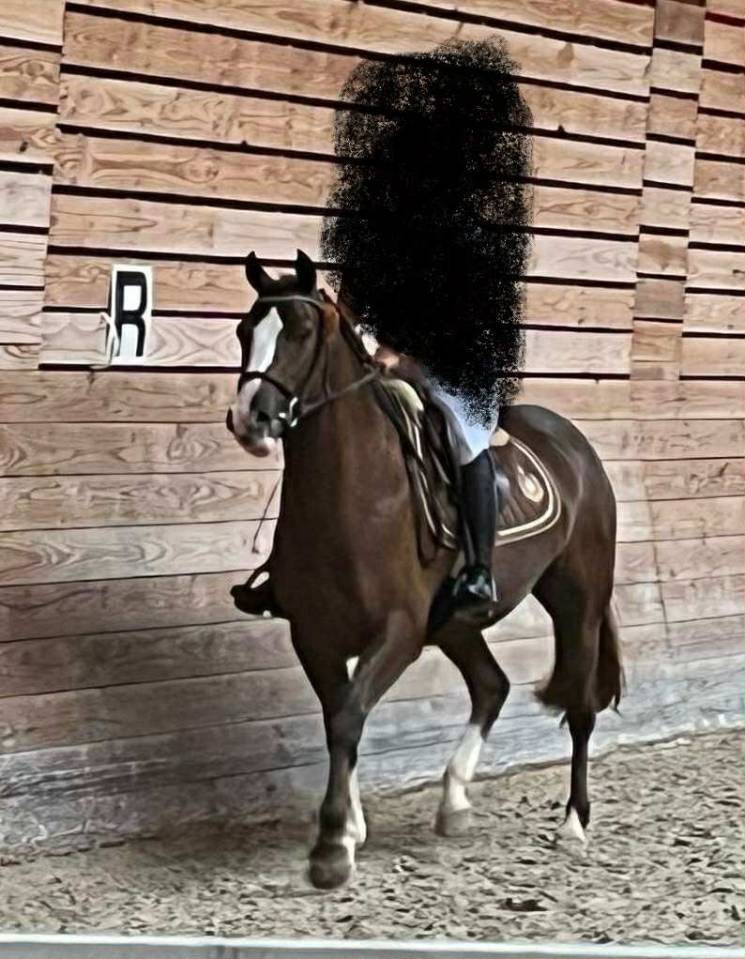 KIMBAS DES MAUVIS PFS 1M48 6 ANS TOUTE NEUVE