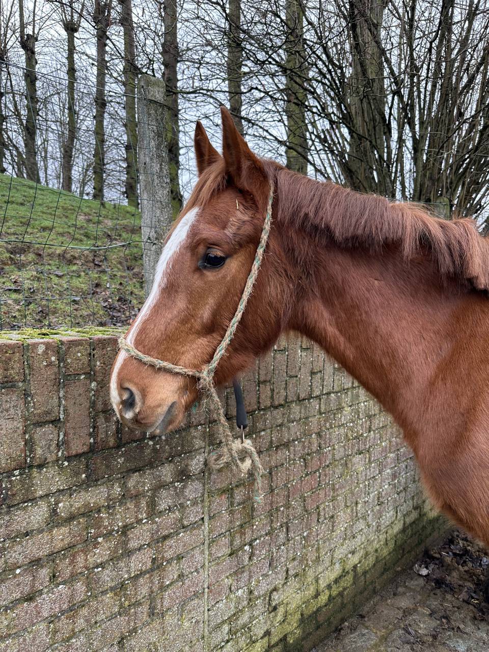 Poulain 3 an Junior du seigneur X Nagasaki sitte 