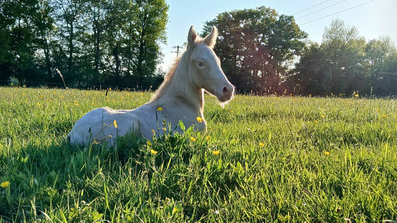 PONEY CONNEMARA, PRINZ NERO DE PUISAYE