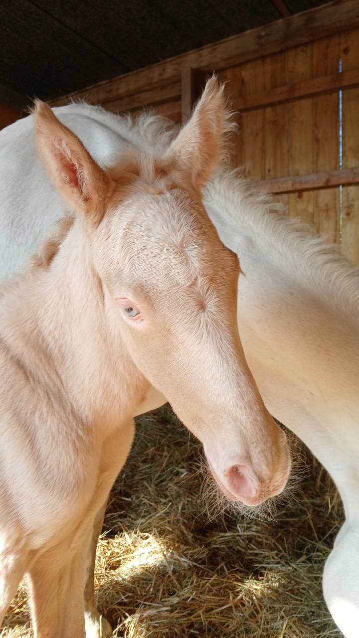 PONEY CONNEMARA, PRINZ NERO DE PUISAYE