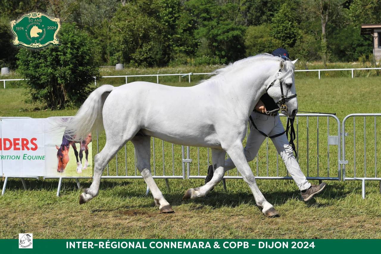 PONEY CONNEMARA, PRINZ NERO DE PUISAYE