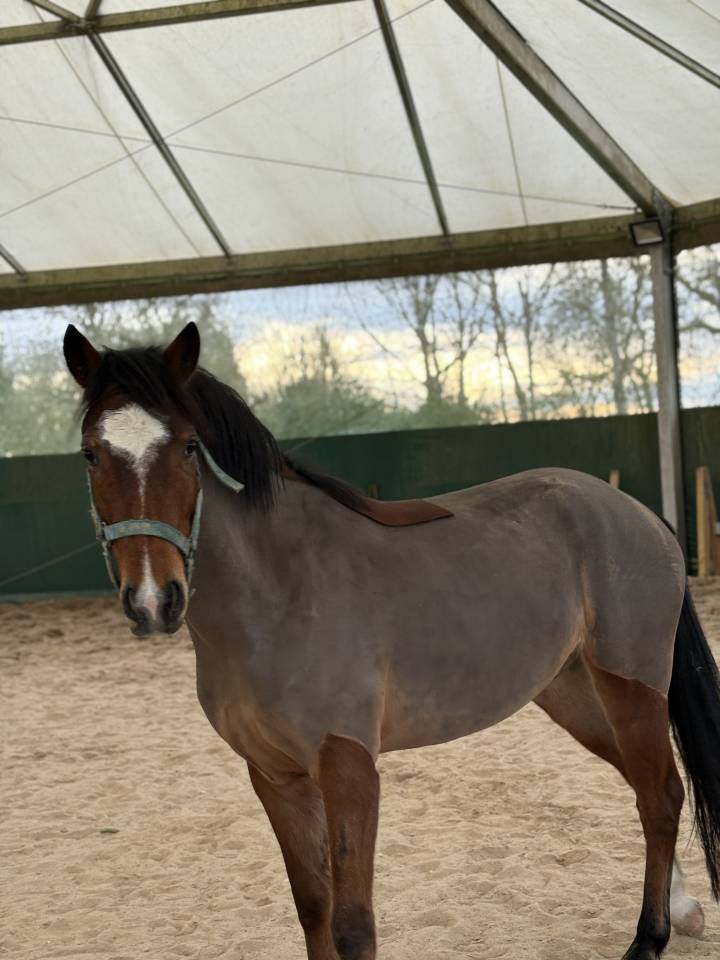 Poney &agrave; vendre e