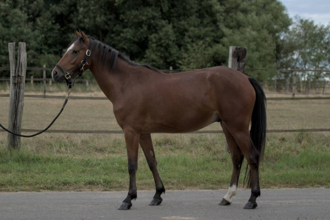 Poney &agrave; vendre e