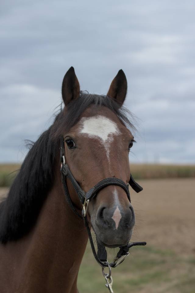 Poney &agrave; vendre e