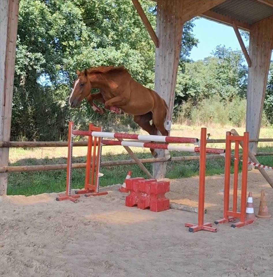 Selle fran&ccedil;ais de 5ans