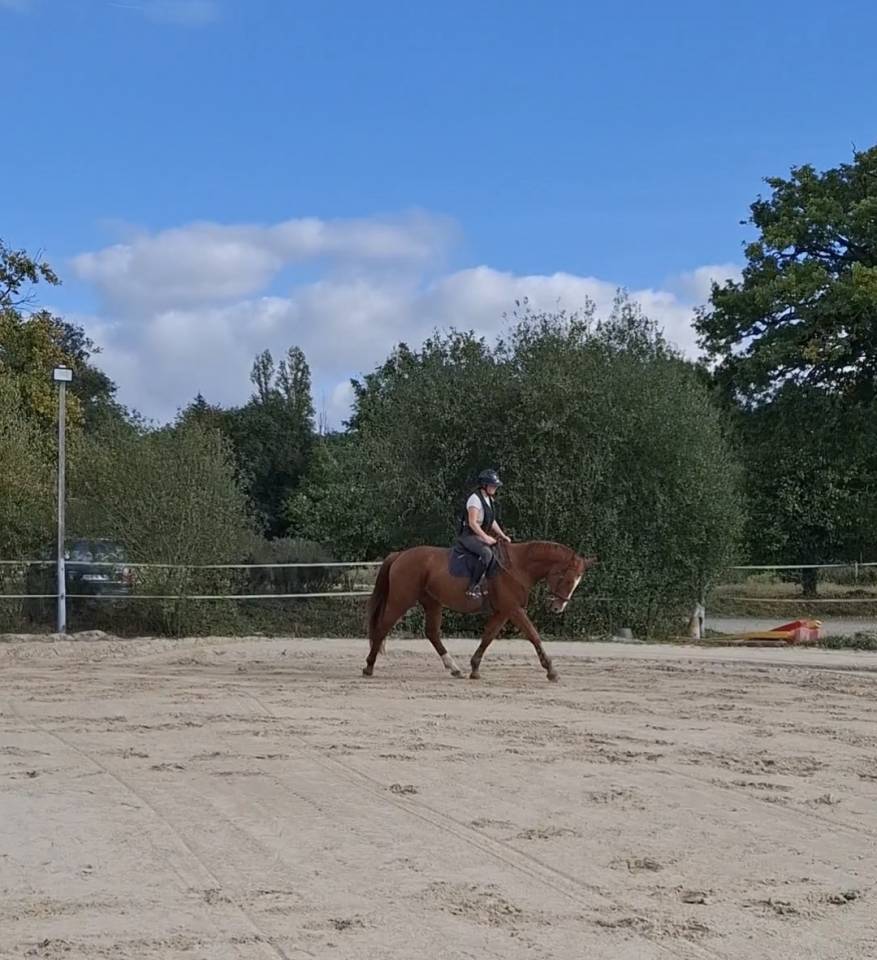 Selle fran&ccedil;ais de 5ans