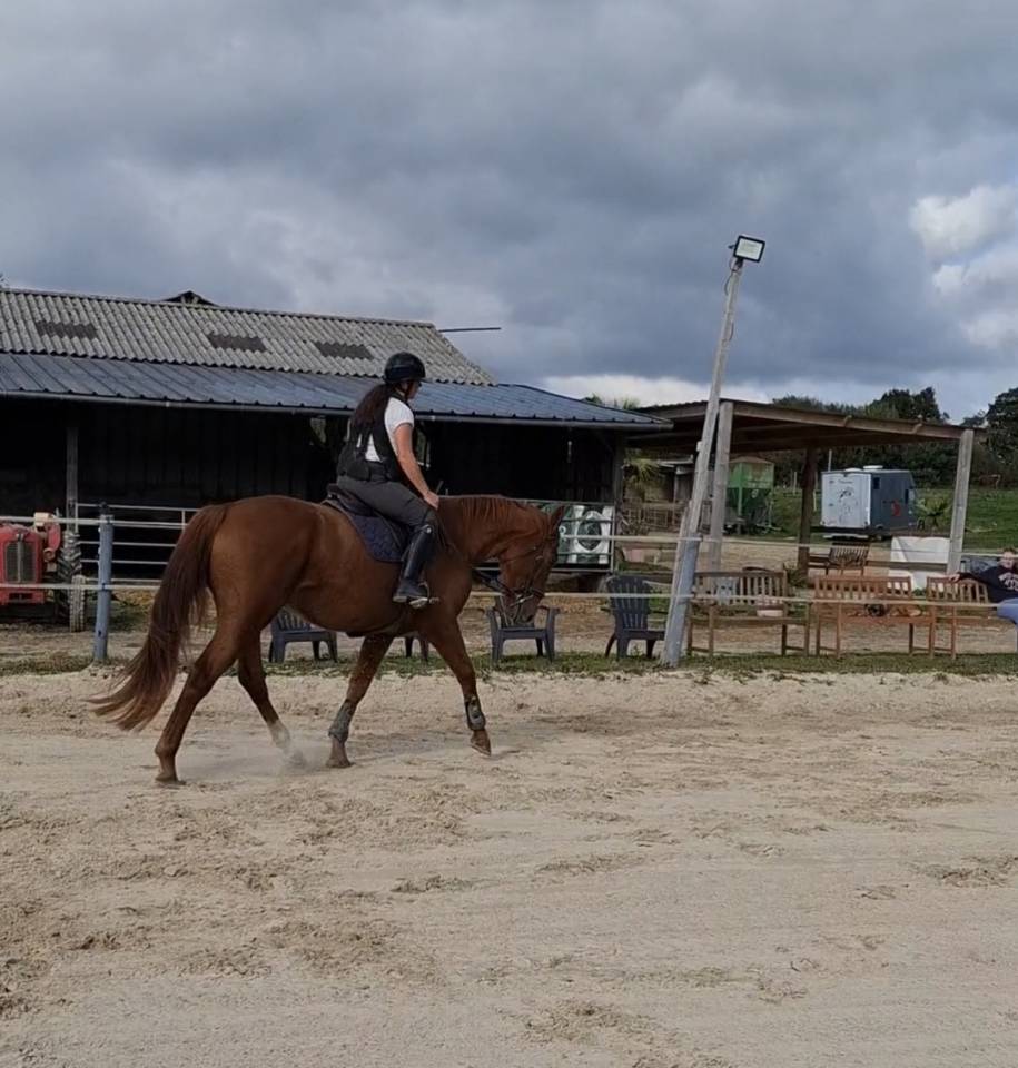 Selle fran&ccedil;ais de 5ans