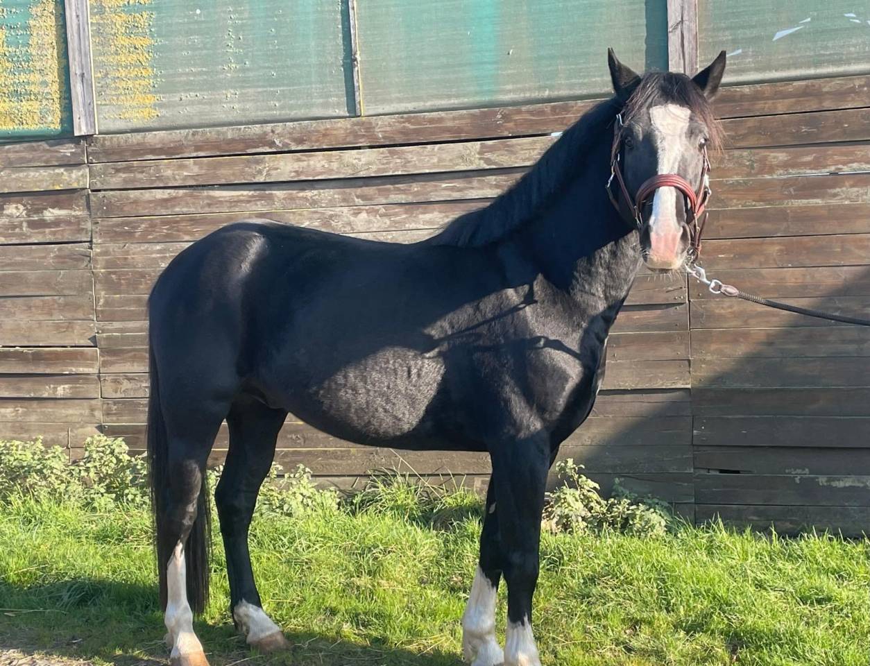 Exceptionnel poney D pfs 4ans