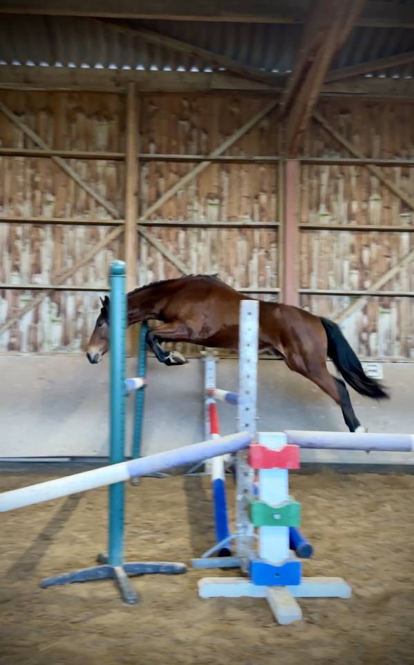 M&acirc;le selle fran&ccedil;ais 2 ans origines sport gentil