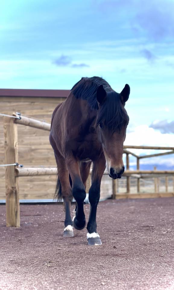 M&acirc;le selle fran&ccedil;ais 2 ans origines sport gentil
