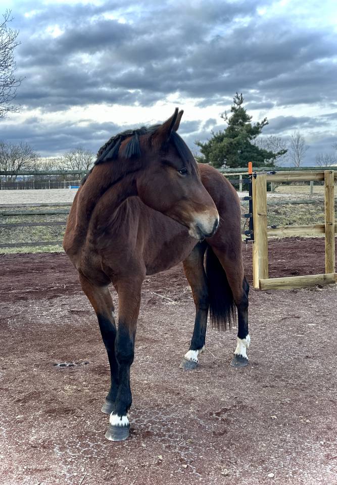 M&acirc;le selle fran&ccedil;ais 2 ans origines sport gentil