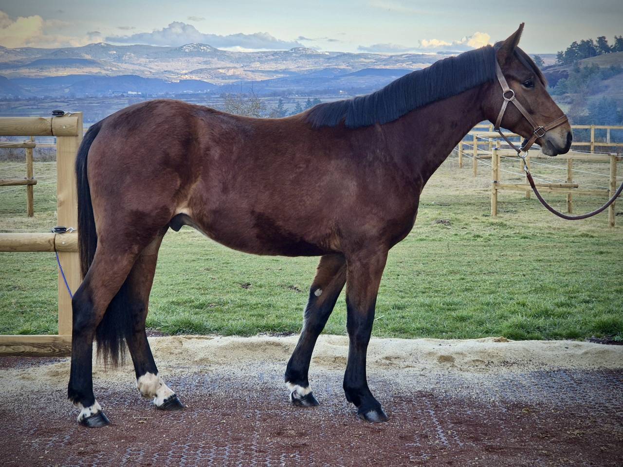 M&acirc;le selle fran&ccedil;ais 2 ans origines sport gentil