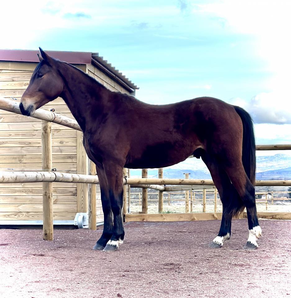 M&acirc;le selle fran&ccedil;ais 2 ans origines sport gentil