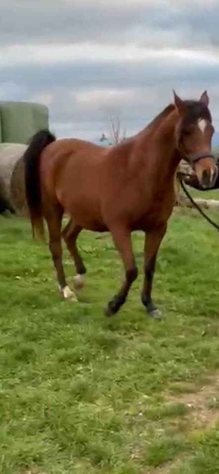 Jument Pur Sang Arabe