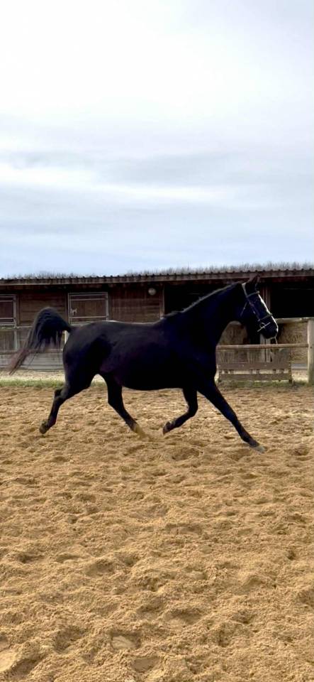 Top poulini&egrave;re 