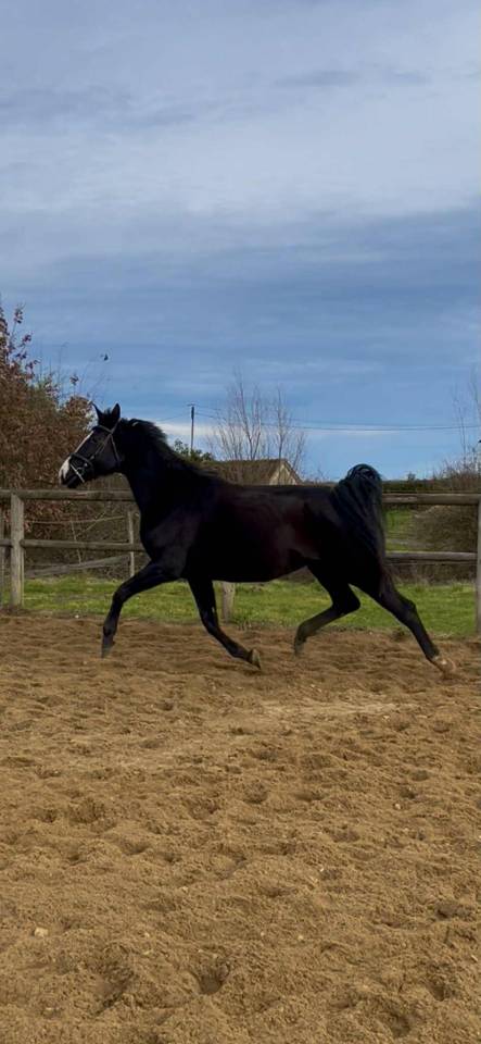 Top poulini&egrave;re 