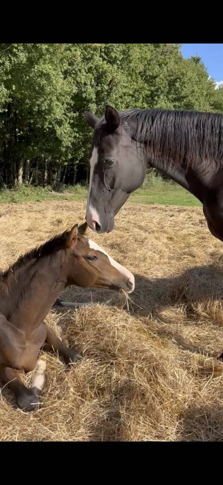 Top poulini&egrave;re 