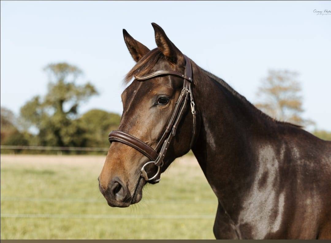 A vendre jument SF 5 ans en 2026