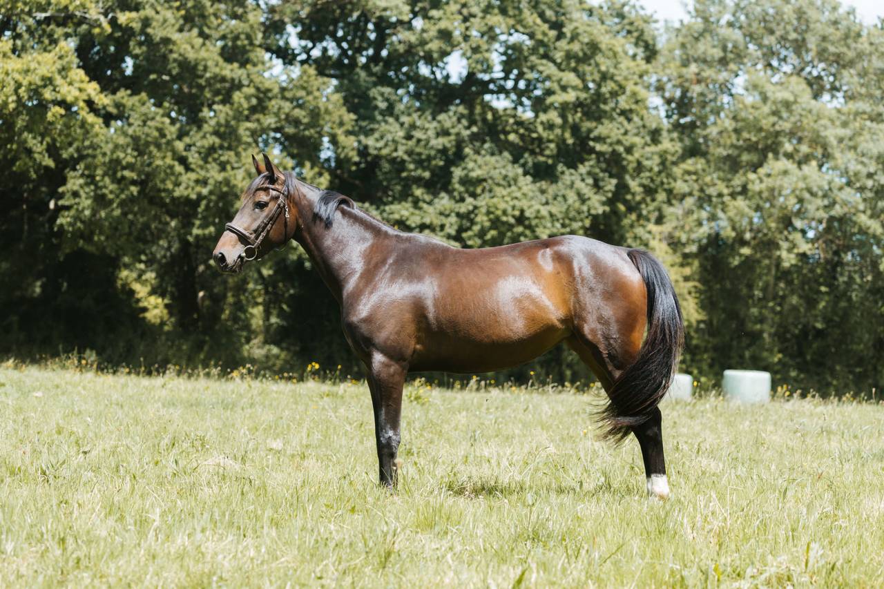 A vendre jument SF 5 ans en 2026