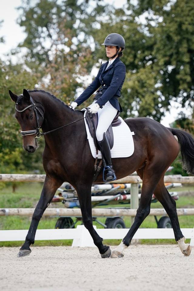 MAGNUM - KWPN de 9 ans - super mental et gros potentiel