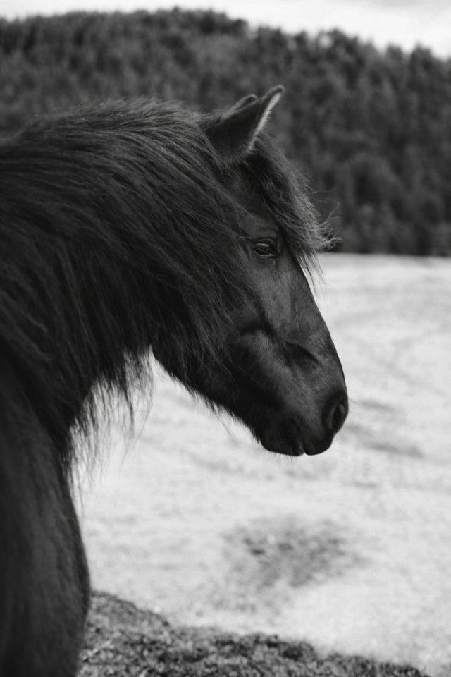 Jument ONC Merens x Lusitanien 5 ans 1m45