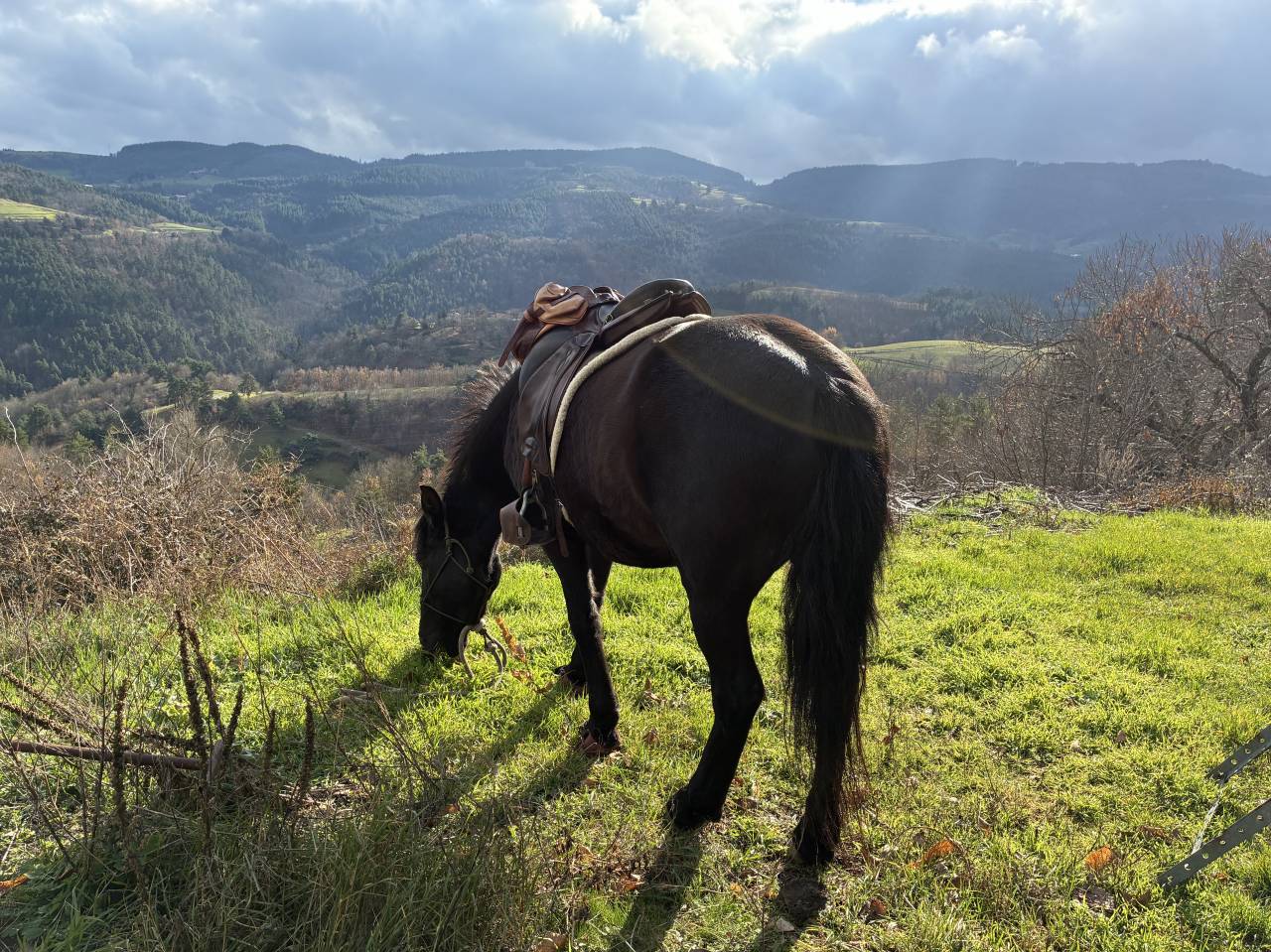 Jument ONC Merens x Lusitanien 5 ans 1m45