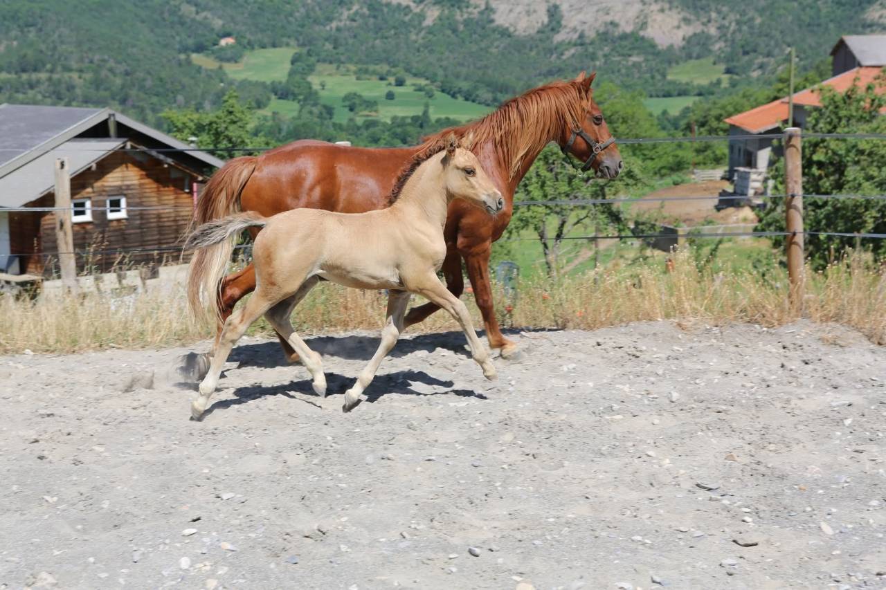 Pouliche oc inscriptible au PFS poney fran&ccedil;ais de selle