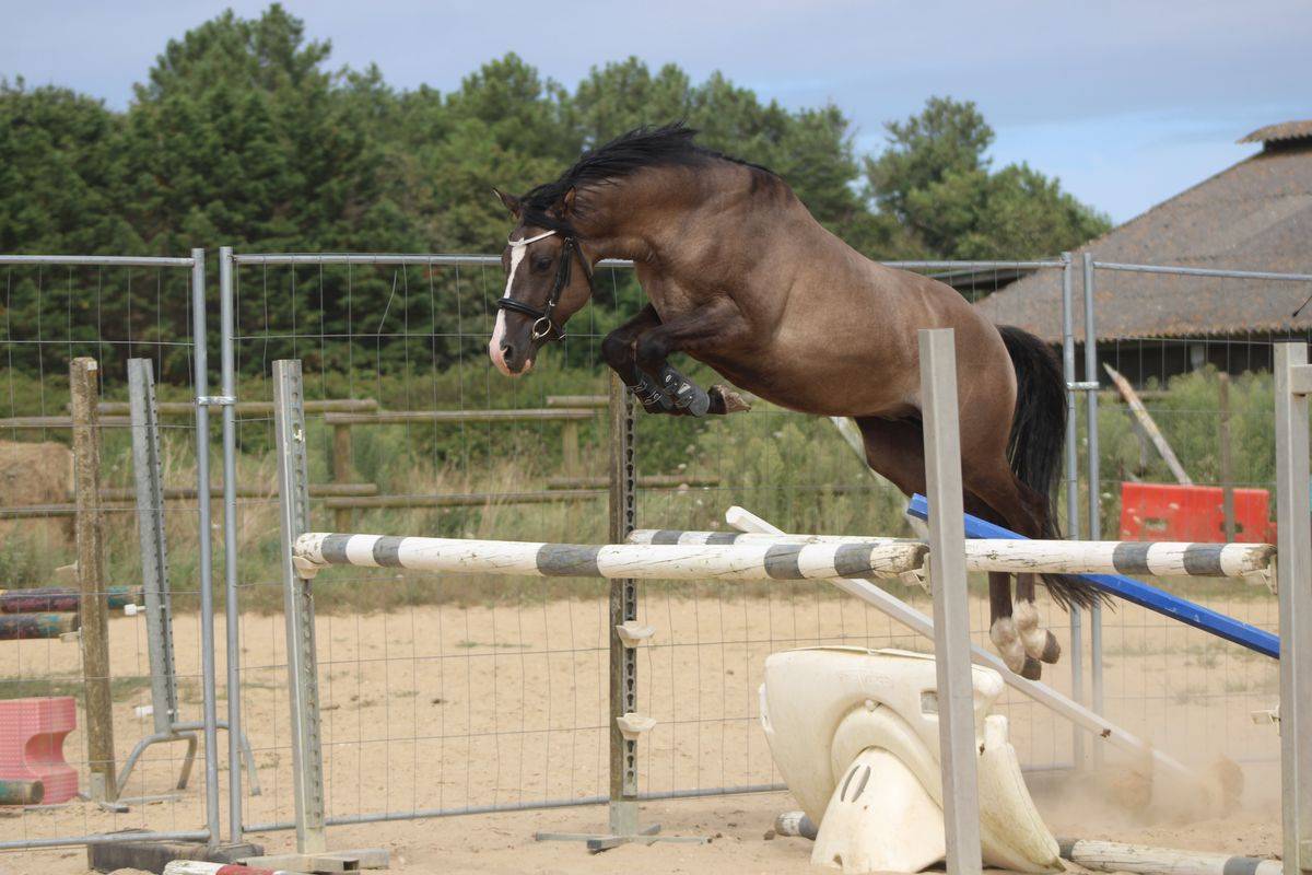 Pouliche oc inscriptible au PFS poney fran&ccedil;ais de selle