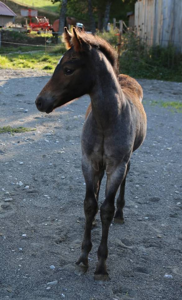 Poulain pfs poney fran&ccedil;ais de selle 