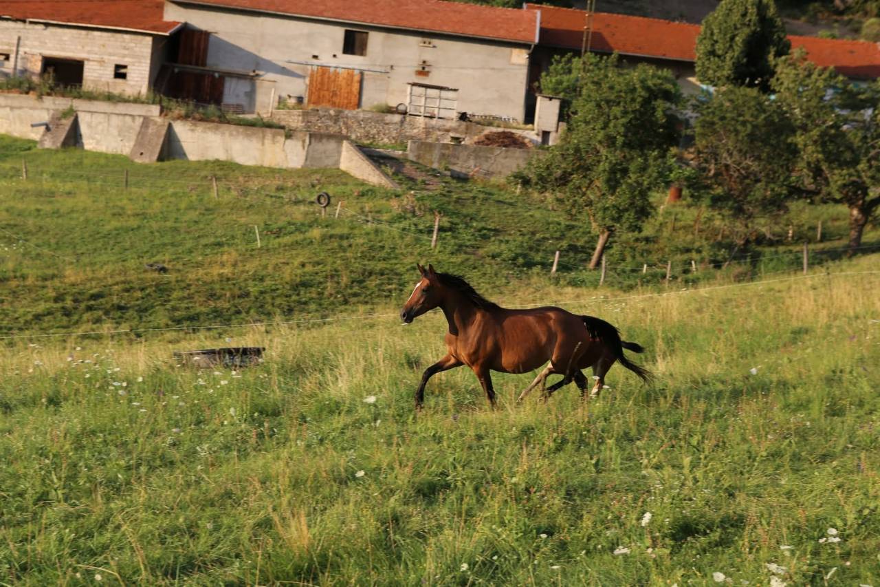 Poulain pfs poney fran&ccedil;ais de selle 