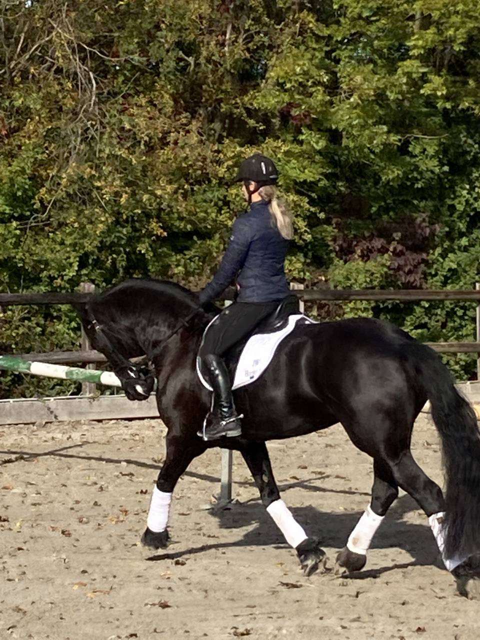 Poulini&egrave;re frisonne pleins papiers gestante