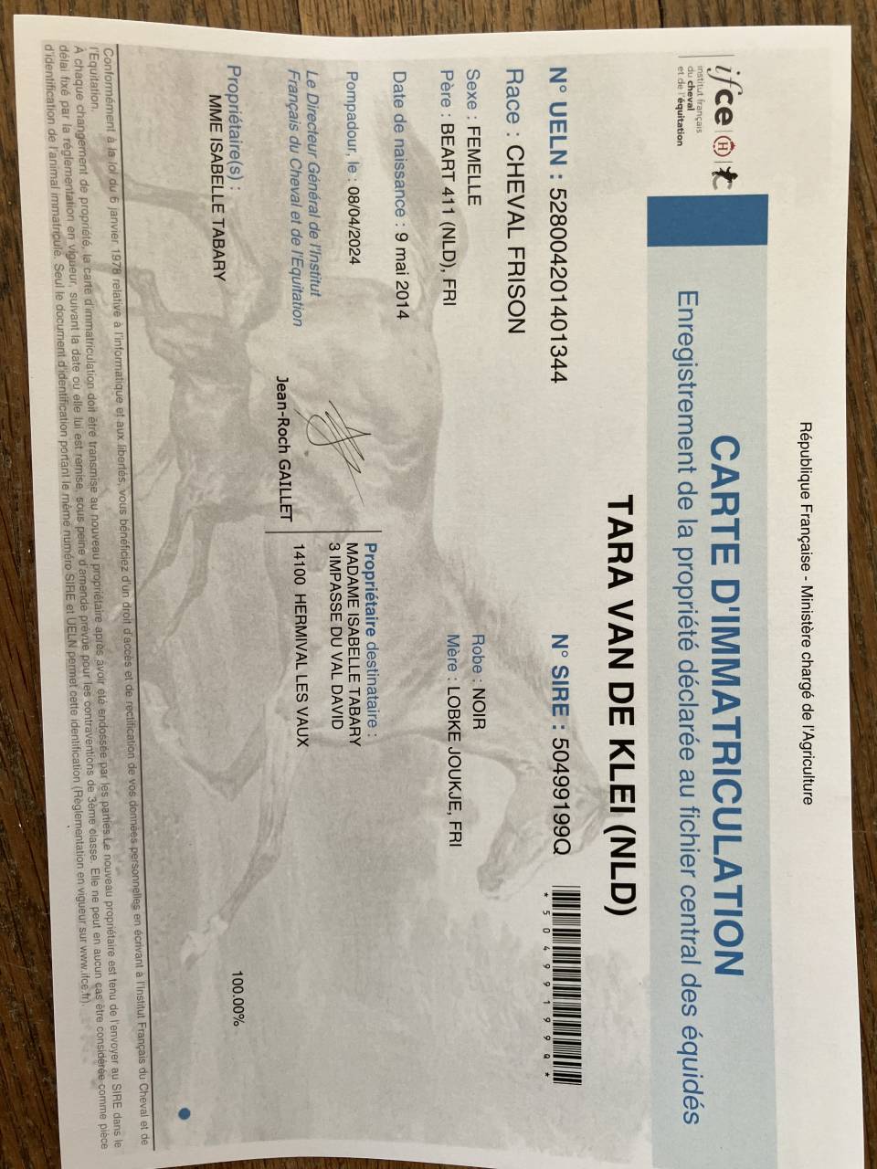 Poulini&egrave;re frisonne pleins papiers gestante