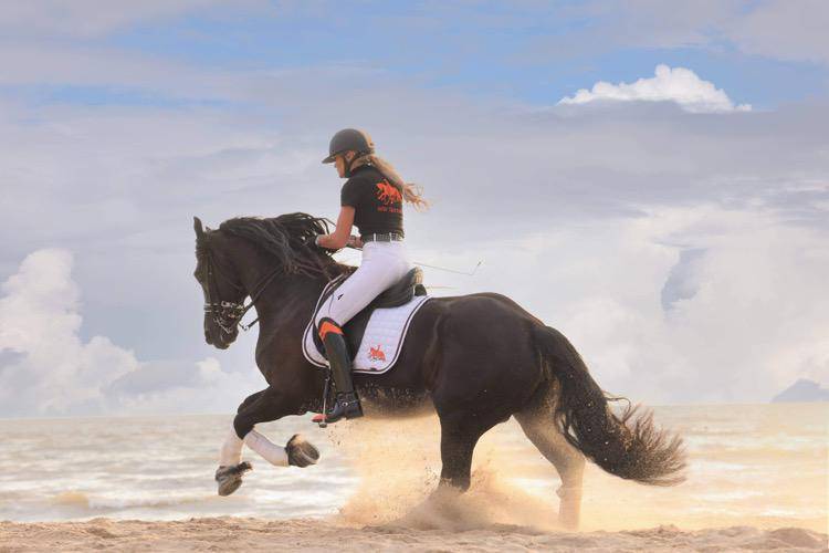 Poulini&egrave;re frisonne pleins papiers gestante