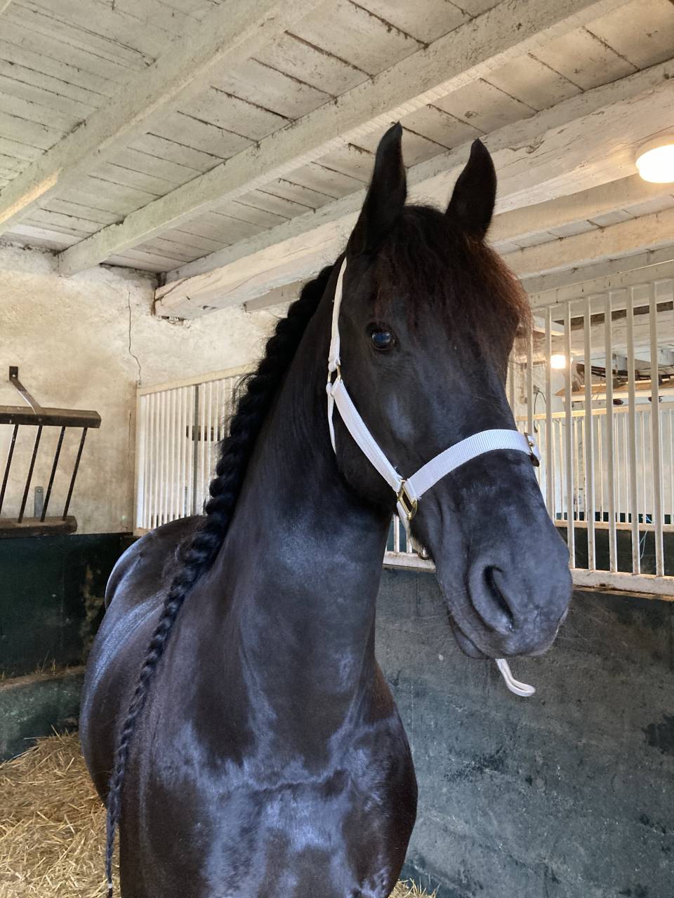Poulini&egrave;re frisonne pleins papiers gestante