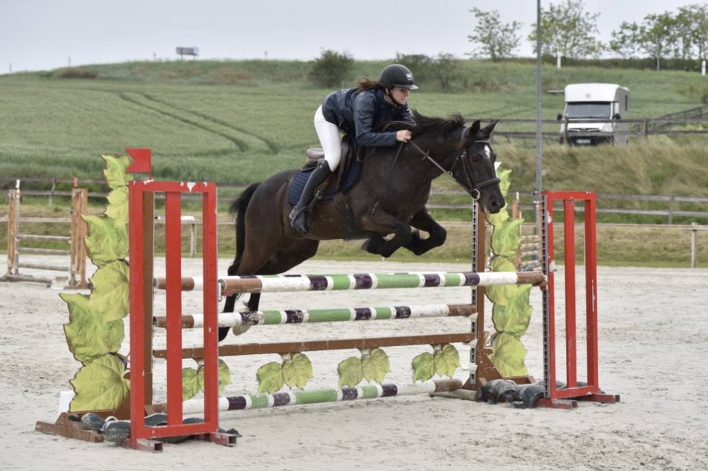 Poney &agrave; louer ou confier 